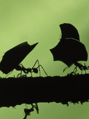 Hokusai Says – Roger Keyes