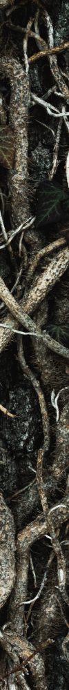 Root to Rise Root to Rise